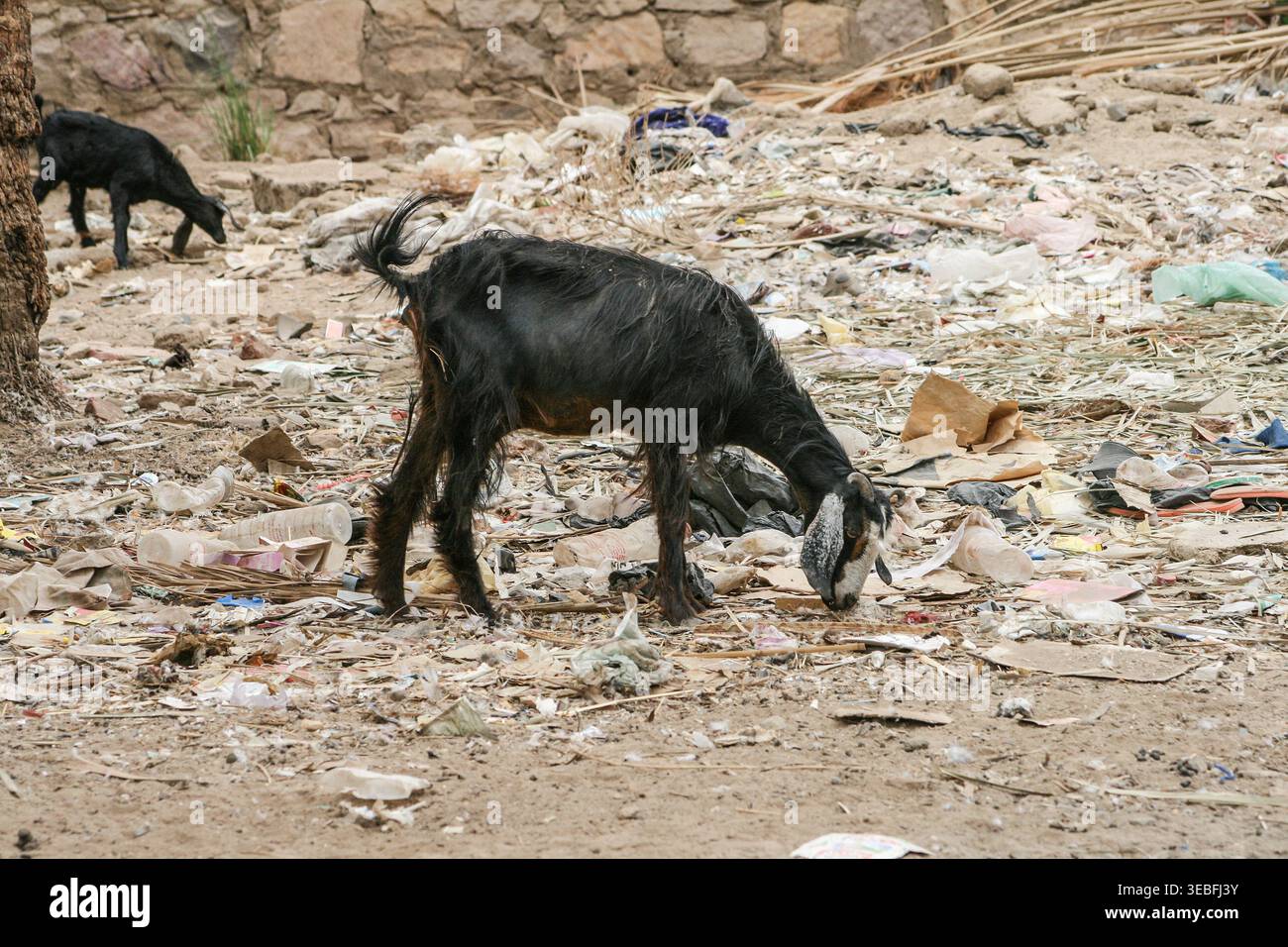 Gli animali, comprese le capre, spesso confondono i detriti di plastica con il cibo, portando a condizioni fatali come blocchi digestivi coliche e avvelenamento. Foto Stock