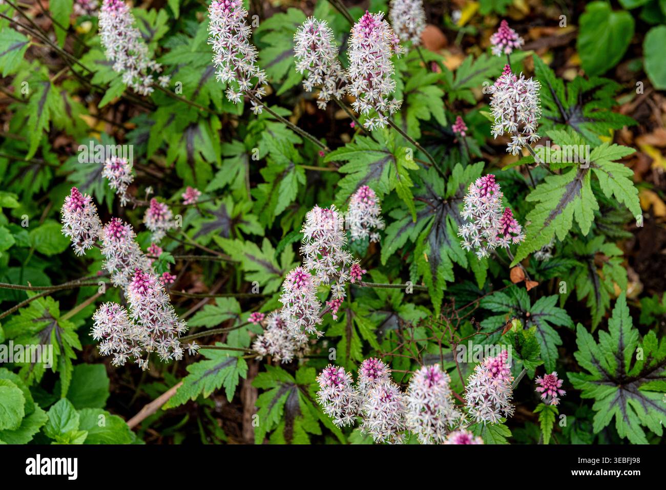 Zucchero di Tiarella e spezie Saxifragaceae. Fiori rosa e bianchi con foglie bicolore. Foto Stock