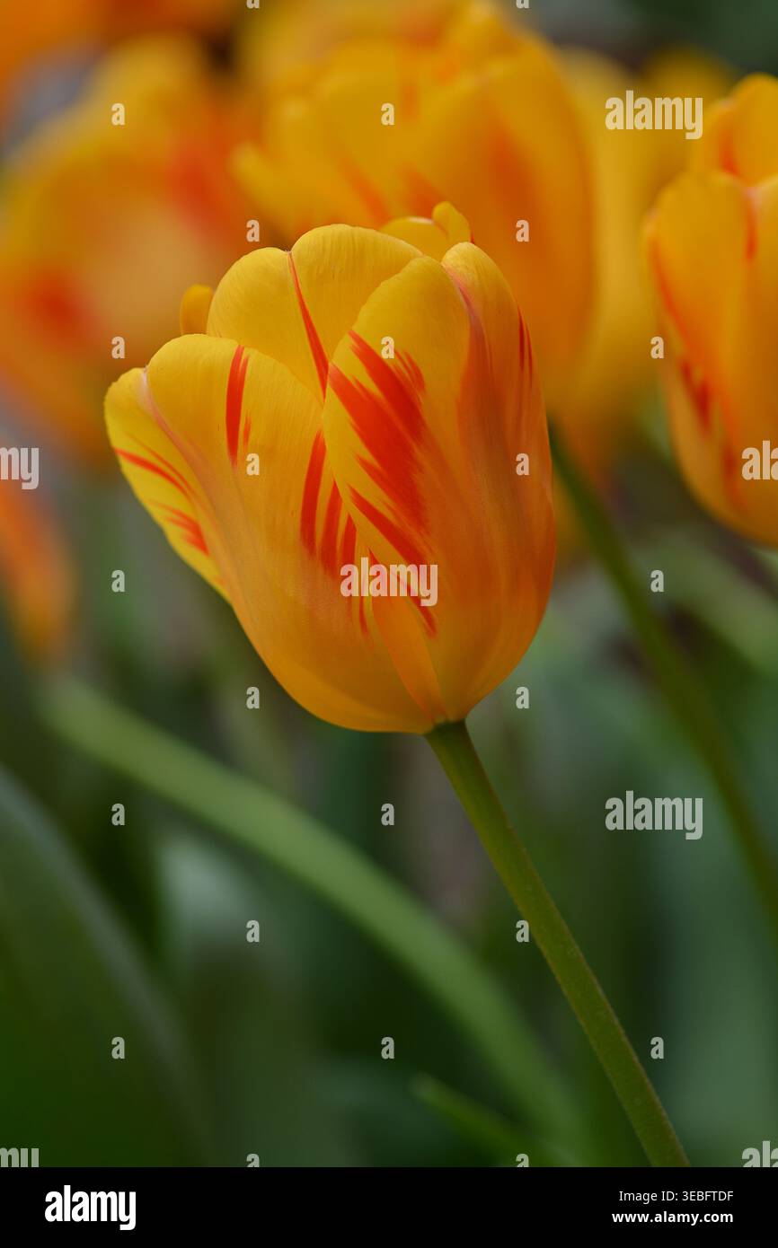 Fiore di tulipani giallo, tulipani "Olympic Flame", varietà di tulipani ibridi Darwin, striati di fiamme rosse. Foto Stock