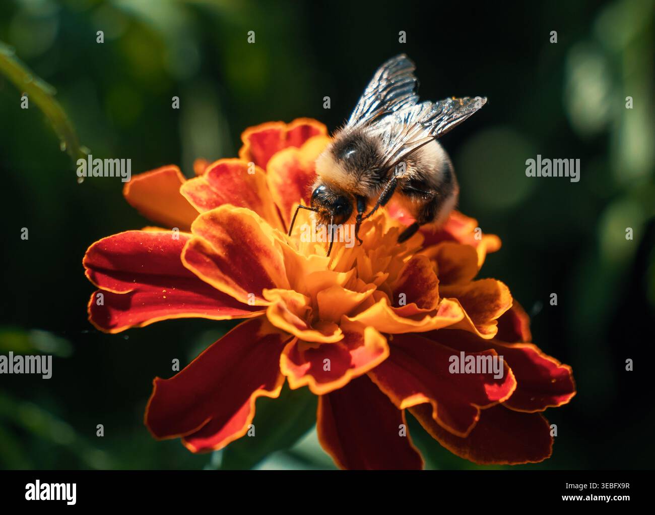 Bumblebee che raccoglie nettare su un vivace fiore di calendula rosso e arancio in un giardino soleggiato Foto Stock
