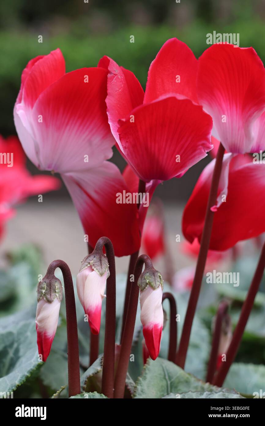 Boccioli di ciclamino in tonalità rosa, bianco, rosso, viola e bicolore rivolti verso l'alto con una leggera torsione ai petali della Dujiangyan Panda Valley Foto Stock