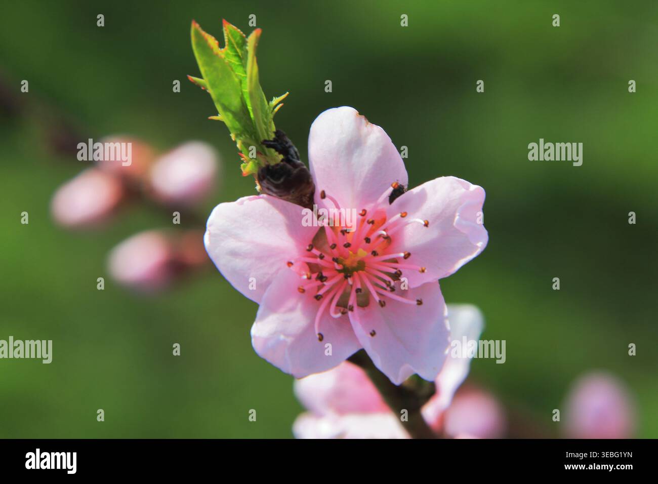 Petali rosa e fioriscono sull'albero di pesca in primavera. Foto Stock