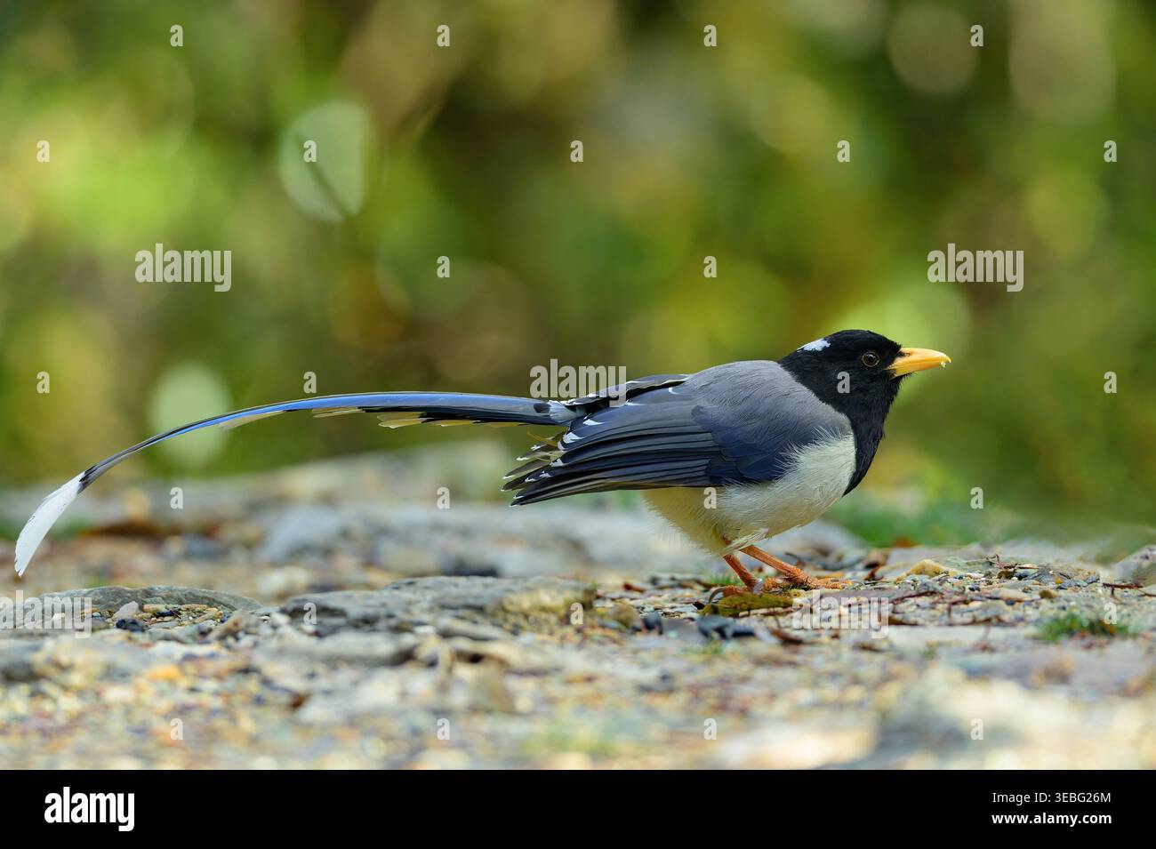 Blue-magpie (Urocissa flavirostris) a becco giallo di Chopta, Uttarakhand, India. Foto Stock