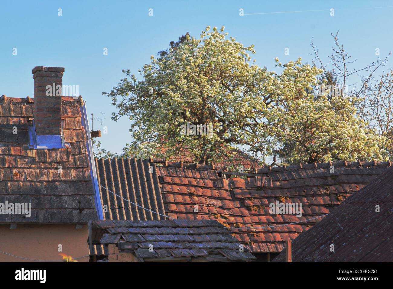 Casa in rovina abbandonata e albero da frutto fiorito in questa scena rurale. Foto Stock