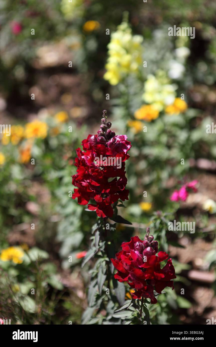 Fiori di drago multicolore, Fiori di drago, Fiori di Toadflax o di cane e in latino Antirrhinum della famiglia delle Plantaginaceae, un fiore coltivato. Foto Stock