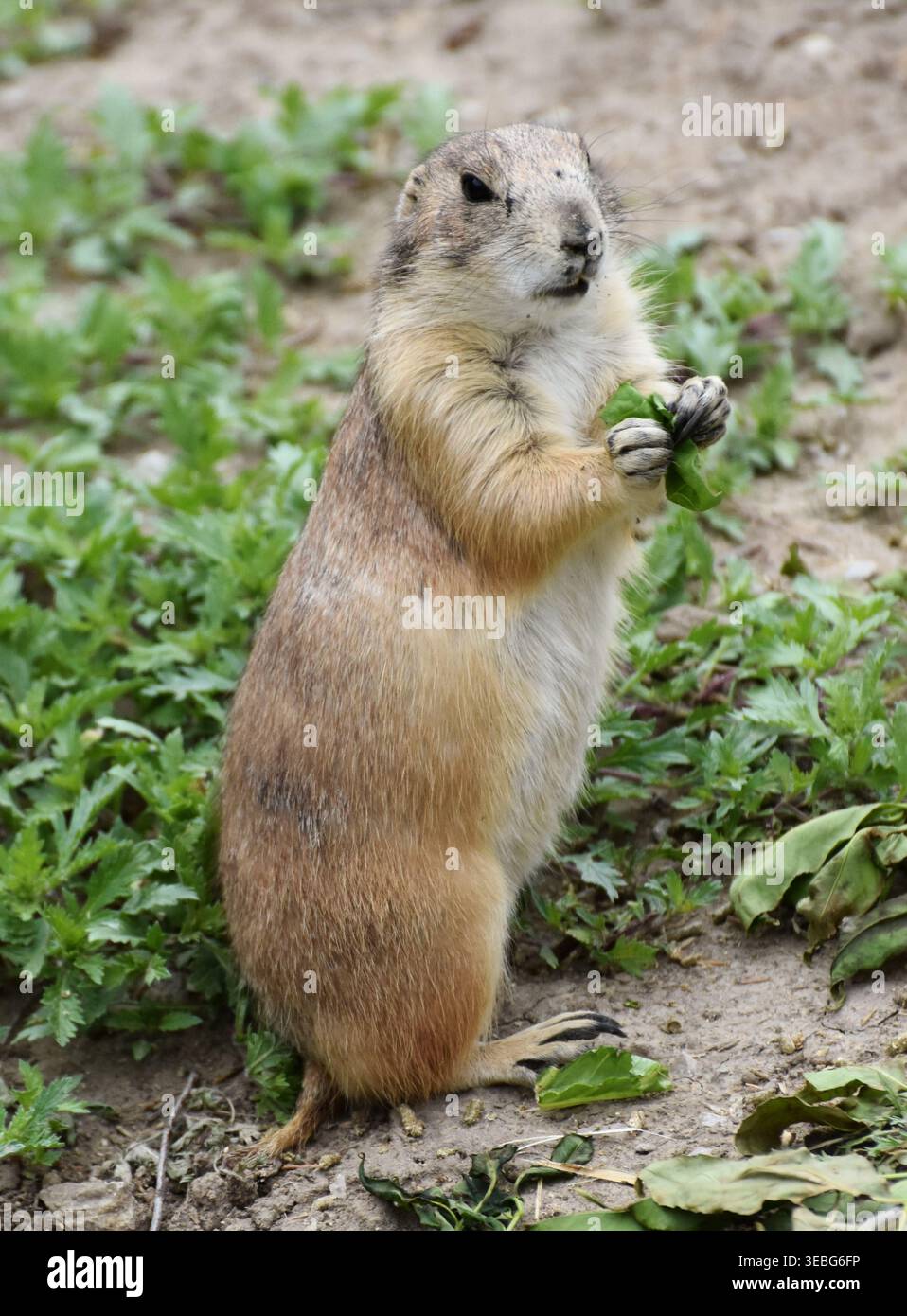 Un cane della prateria (scoiattolo macinato) che mangia piante nelle grandi Pianure. Foto Stock