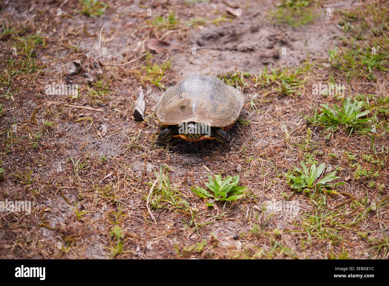 Florida Red Bellied Turtle è una grande tartaruga erbivora che si trova nella Georgia meridionale e costiera, Stati Uniti Foto Stock