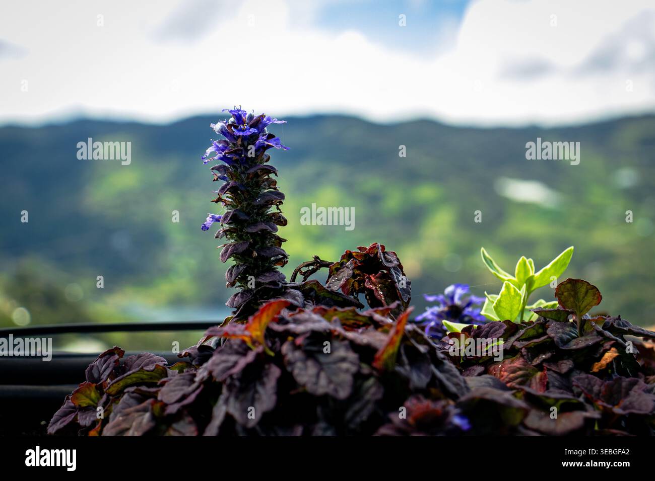 Primo piano di una pianta viola in fiore con foglie scure in primo piano, adagiata su un paesaggio di montagna morbido e sfocato e un cielo nuvoloso e luminoso. Foto Stock
