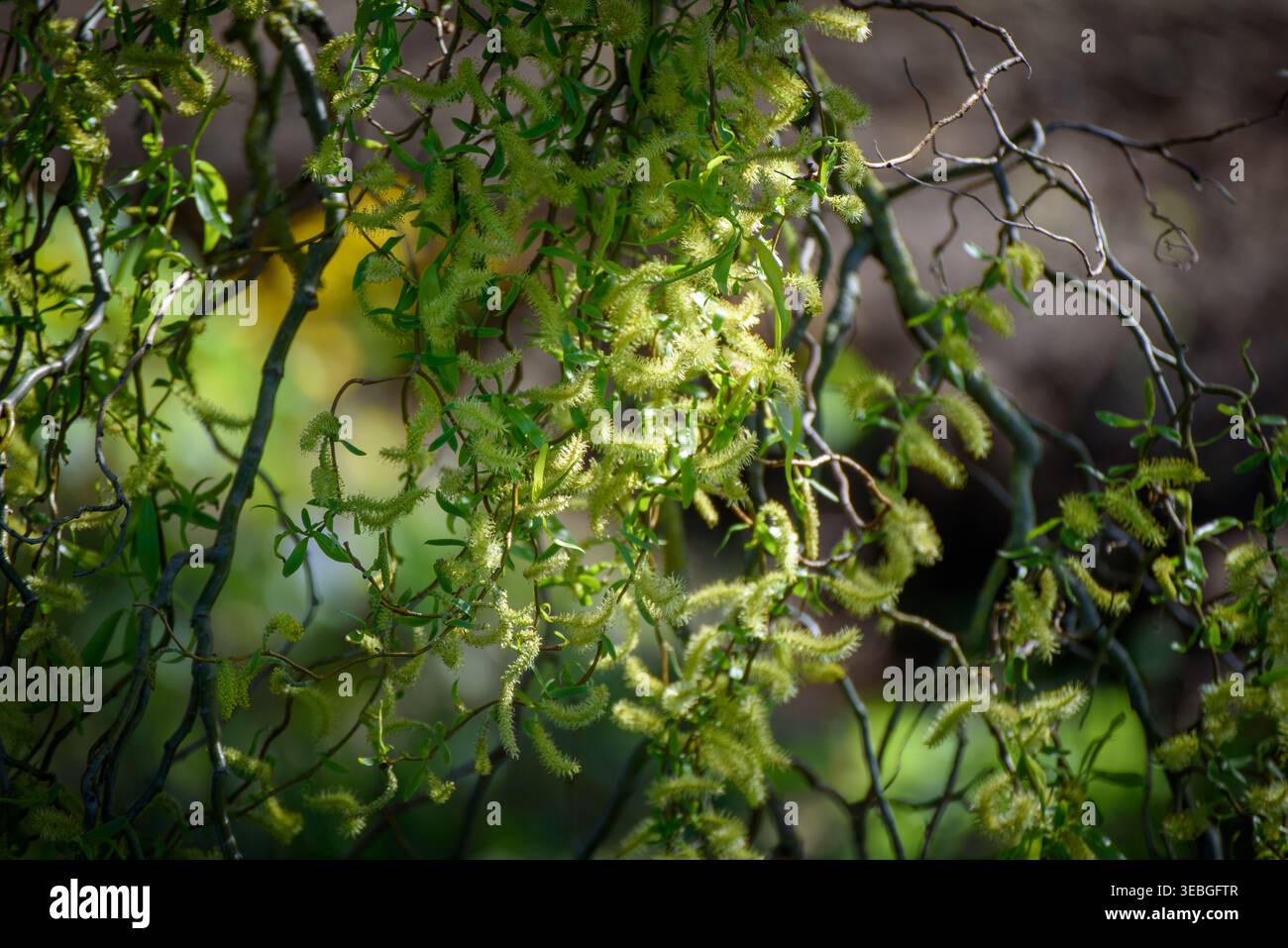 Primo piano del salice cavatappi (Salix matsudana «Tortuosa») in primavera, evidenziando i suoi caratteristici rami intrecciati Foto Stock