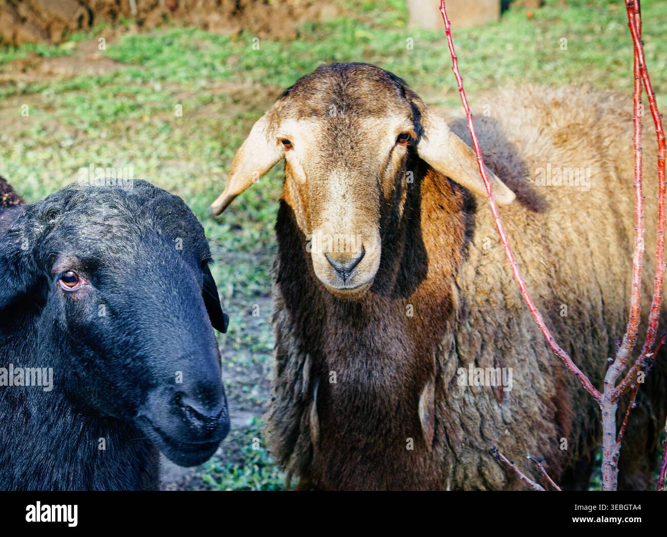 Una pecora nera e una pecora marrone sono rivolte verso la fotocamera. I loro cappotti lanuginosi si distinguono contro l'erba. La pecora bruna ha le orecchie lunghe e un cappotto spesso. rop. Rosso Foto Stock