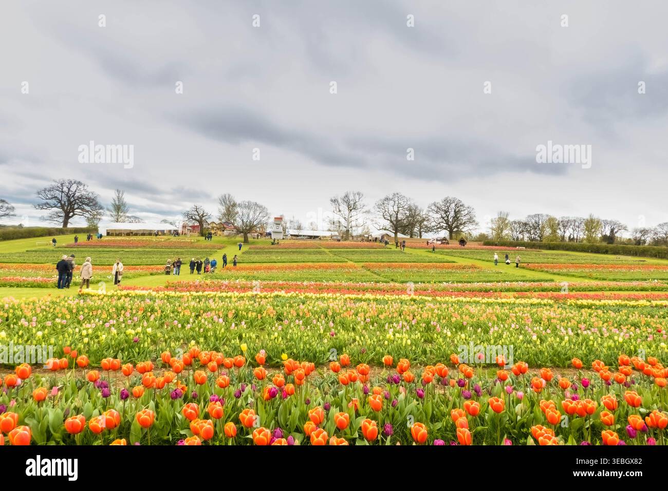 I visitatori passeggiano per acri di splendidi tulipani al Tulleys Tulip Garden Warwickshire Inghilterra Regno Unito. Aprile 2026 Foto Stock