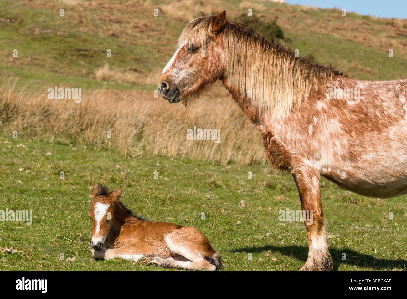 Pony selvaggio e puledro appena nato Mill Valley Shropshire Inghilterra Regno Unito. Aprile 2026 Foto Stock