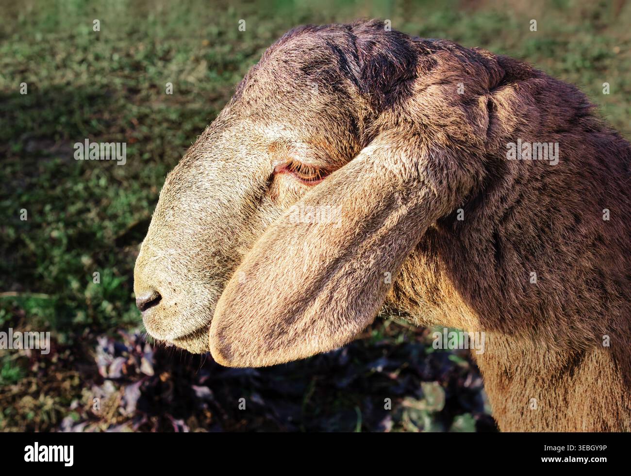 Primo piano della testa di una pecora marrone con luce naturale. La sua pelliccia è caratterizzata da tonalità calde. Le pecore guardano tranquillamente di lato. Lo sfondo mostra gra verde Foto Stock
