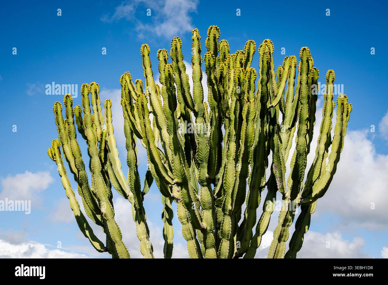 Euphorbia ingens, comunemente noto come Candelabra Tree o Cowboy Cactus, Agrigento, Sicilia, Italia Foto Stock