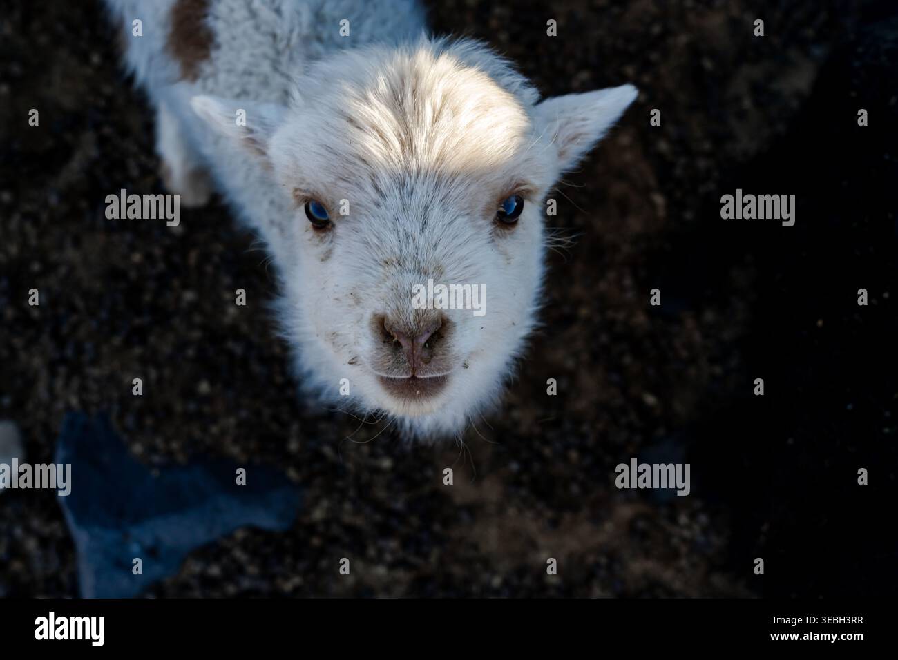 Primo piano sulla faccia bianca della capra Foto Stock