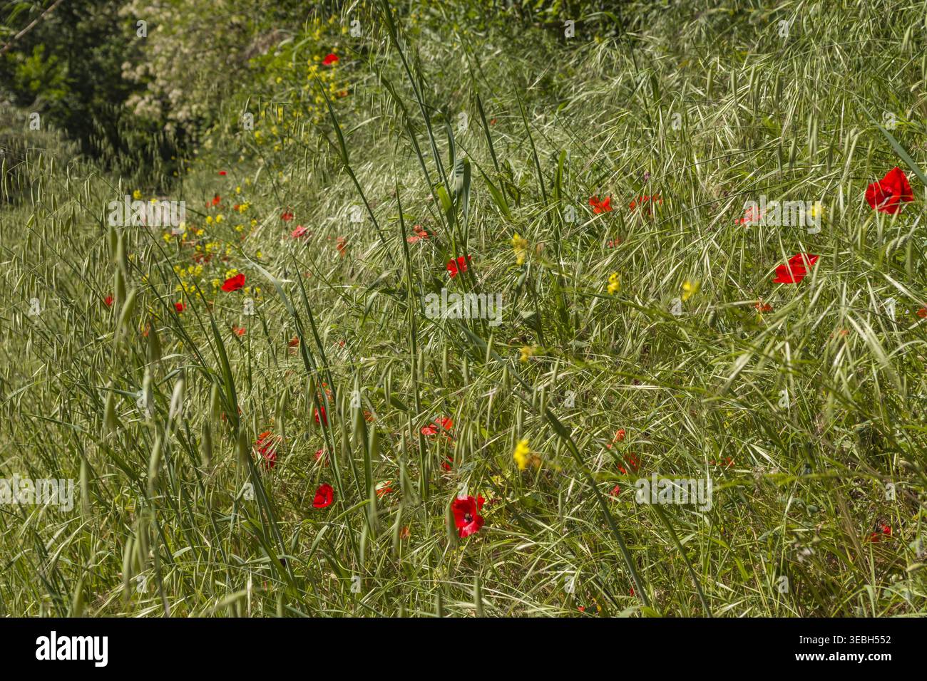 Bellissimi papaveri rossi nell'erba selvatica Foto Stock