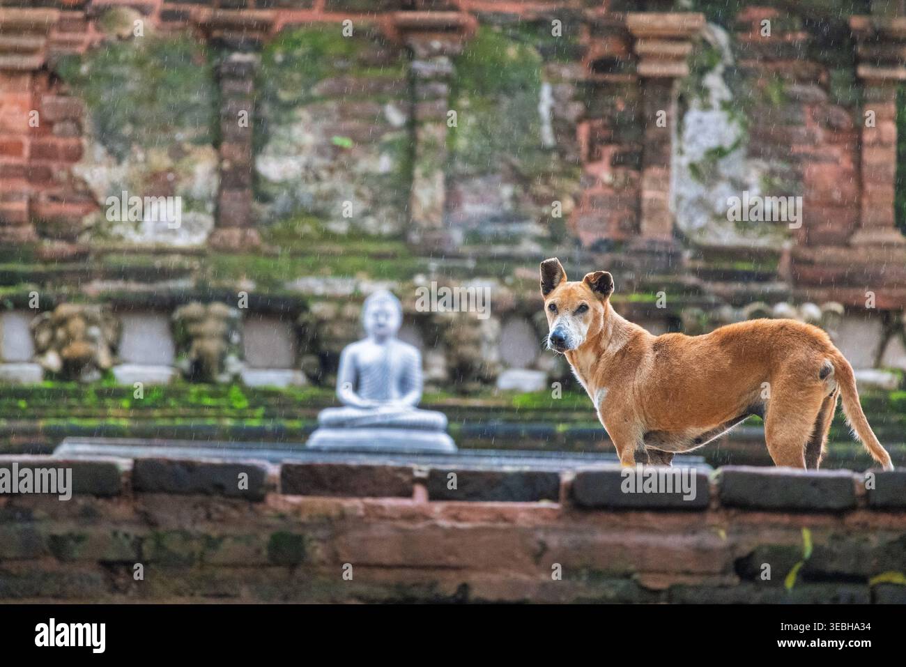 Antiche rovine del Palazzo reale a Polonnaruwa, Sri Lanka. Un fedele canino si erge a guardia di un antico tempio durante una pioggia dolce, incarnando la pace, companio Foto Stock