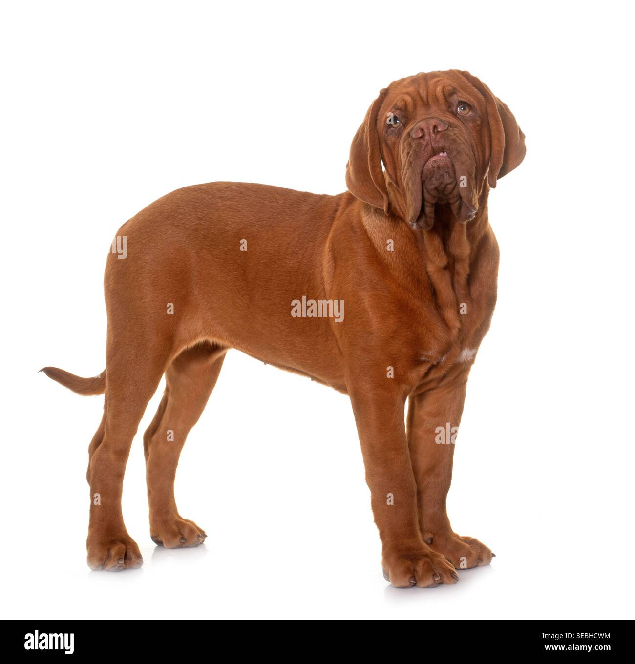 Puppy Bordeaux mastiff di fronte a sfondo bianco Foto Stock