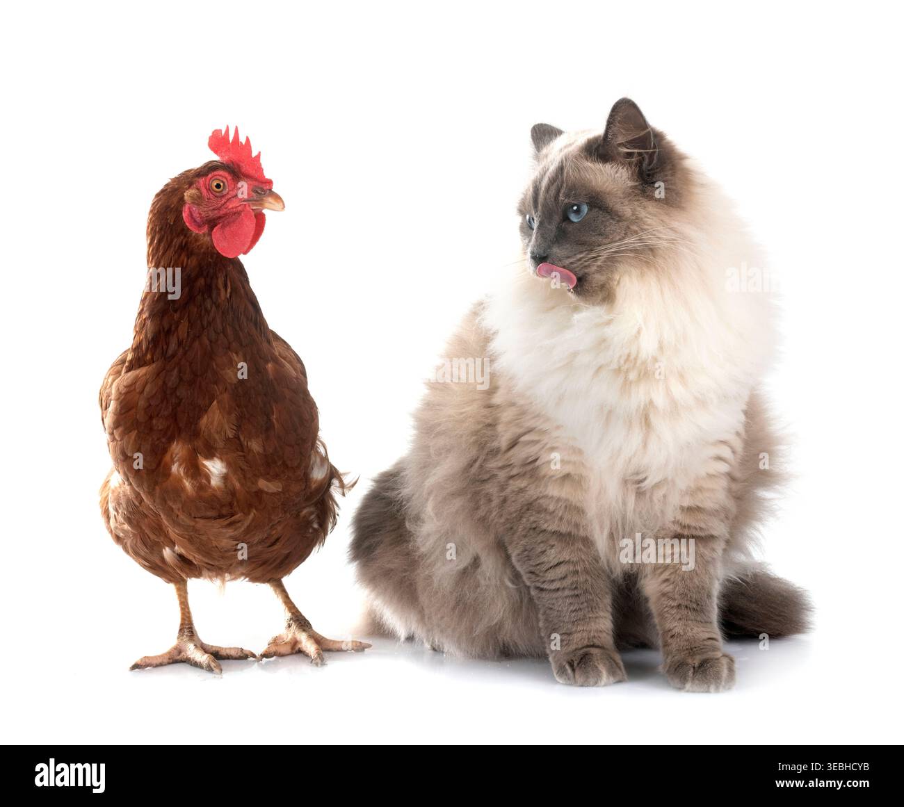 gatto siberiano e pollo davanti a sfondo bianco Foto Stock
