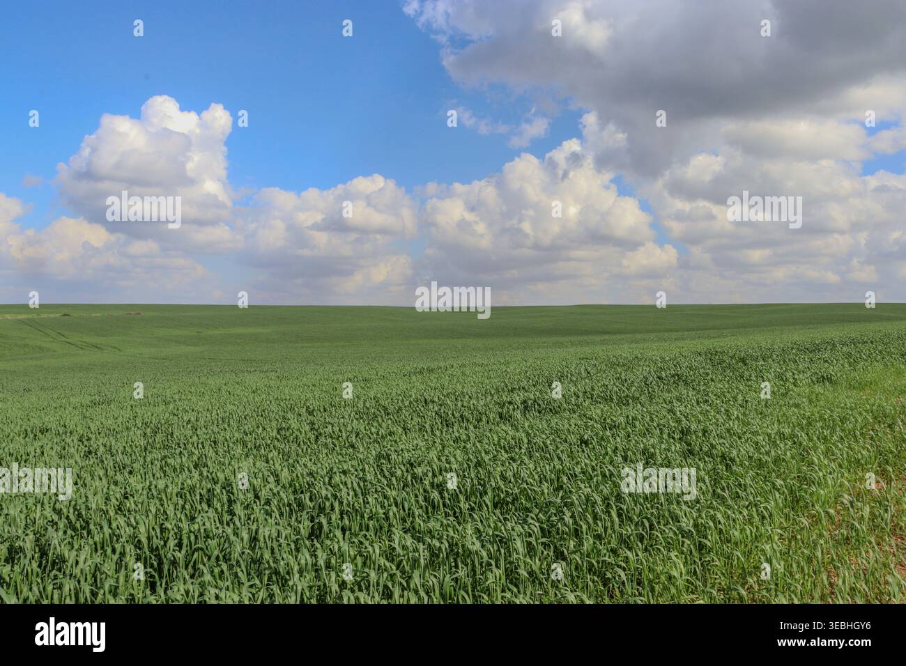 un campo di grano verde Foto Stock