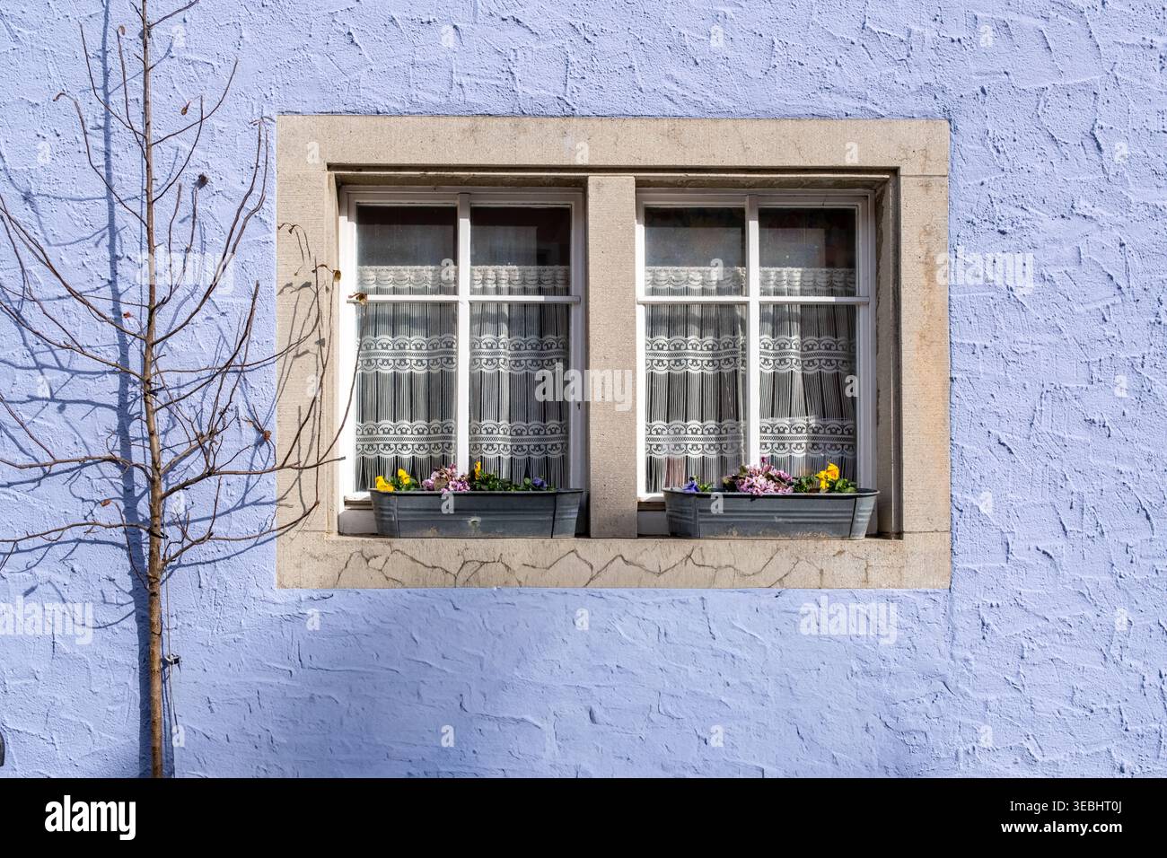 Finestre minimaliste Purple House con albero | Symmetry Architecture Photography Foto Stock