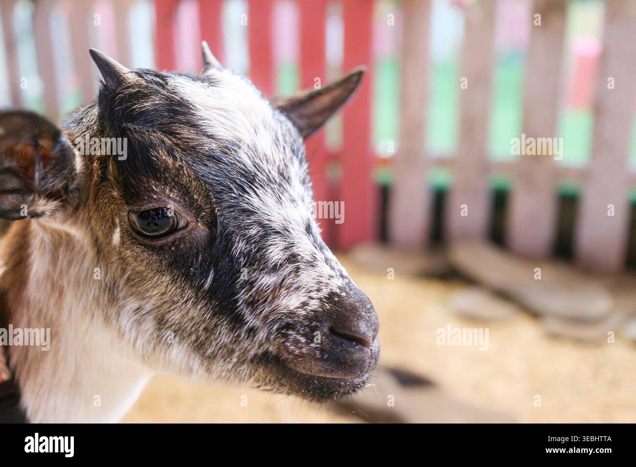 Primo piano di una capra che guarda la macchina fotografica in un'azienda agricola, un ritratto naturale del bestiame che mostra la vita rurale e il comportamento degli animali. Foto Stock