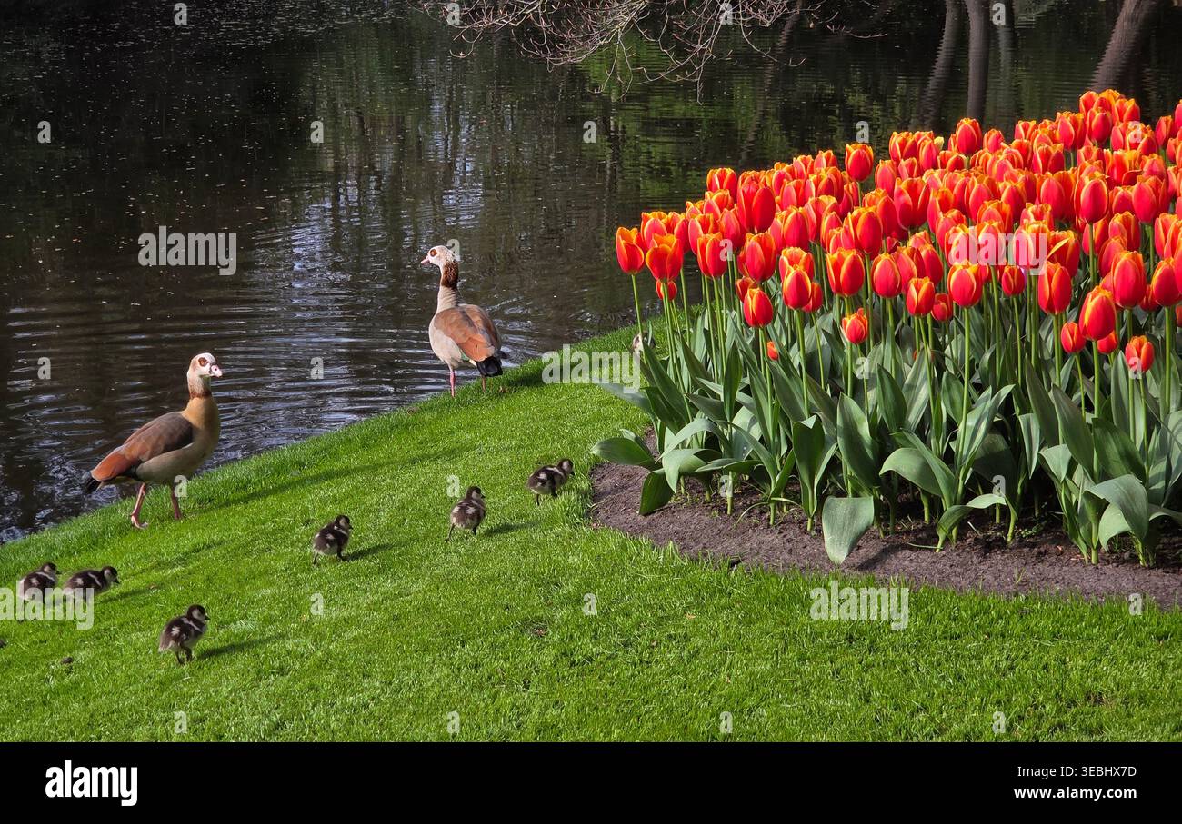 Famiglia egiziana di oca con piccoli imbracature che camminano su una lussureggiante erba verde accanto ai vivaci tulipani arancioni nel parco Keukenhof, Lisse, Paesi Bassi. Foto Stock