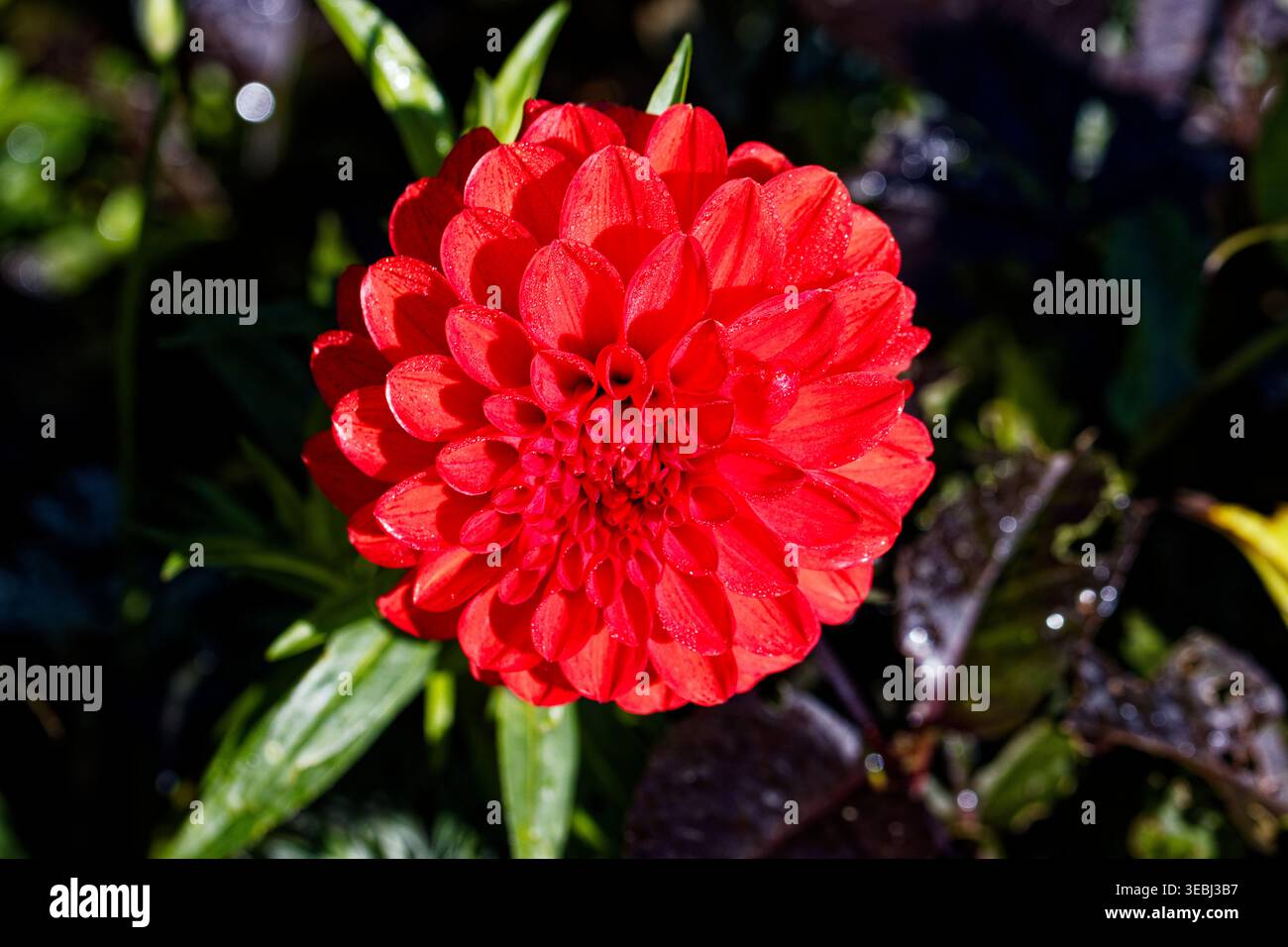 Dahlia'Tui Connie': I Dahlia sono tuberosi con radici perenni con foglie pinnamente divise e soffici fiori, doppi in molte cultivar, in estate. Foto Stock