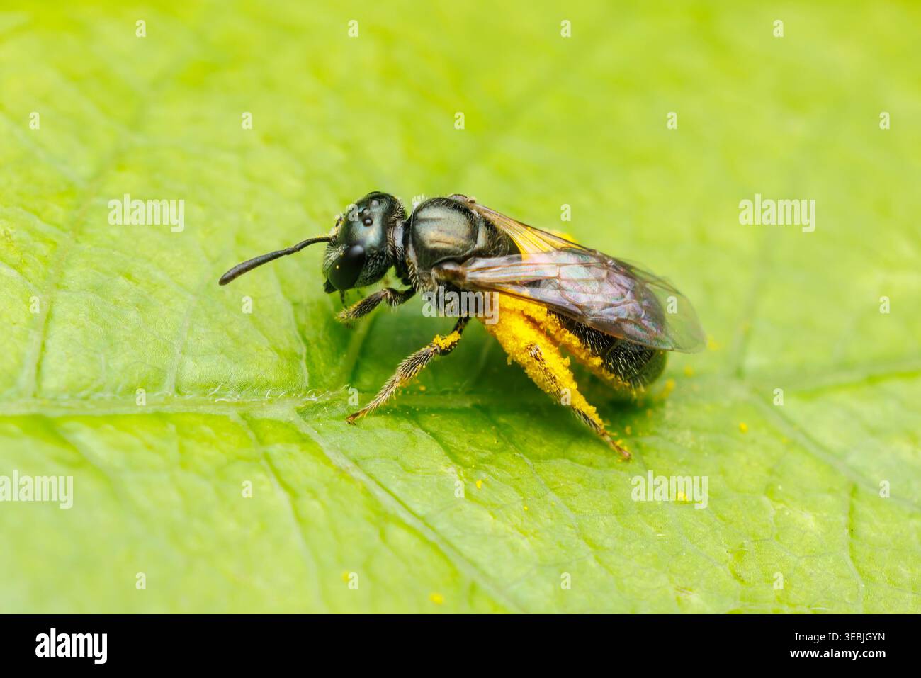 Setole sudore (Lasioglossum imitatum) - femmina Foto Stock