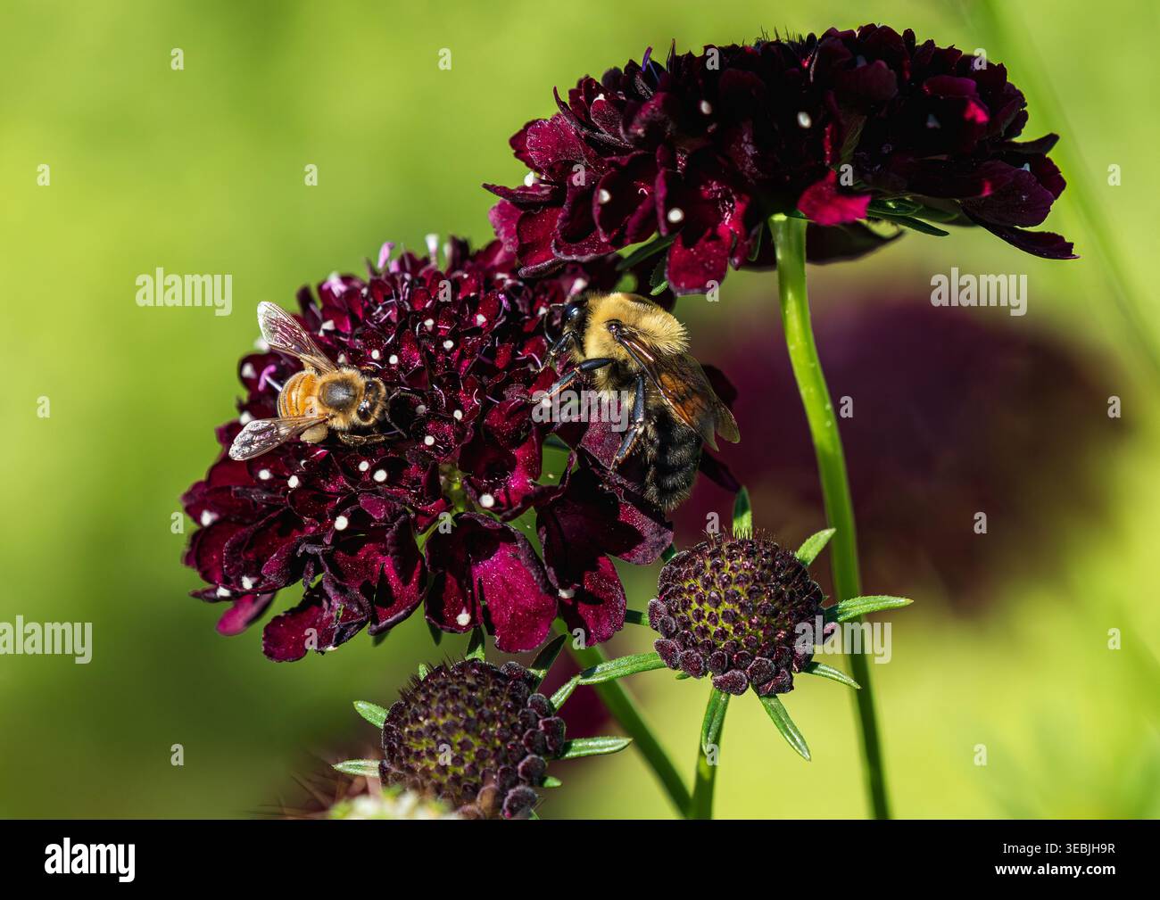 Un grande Bumblebee e un Honeybee che si nutrono di fiori di Pincushion di un vellutato colore marrone profondo. Vista ravvicinata. Foto Stock