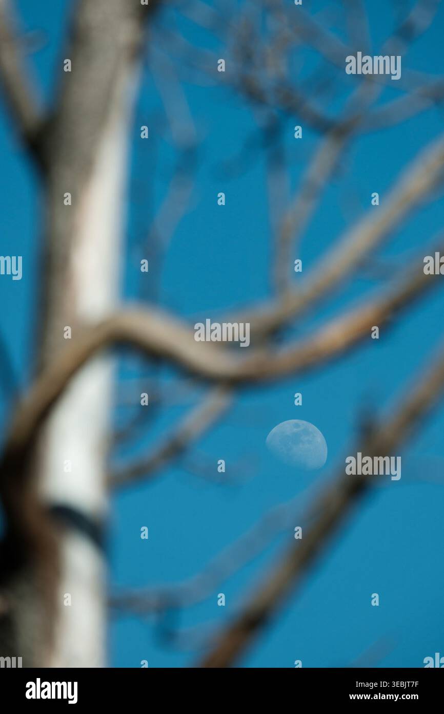 Soft Focus Moon Through Tree Branches – sfondo astratto del cielo onirico in Blue Tones Foto Stock
