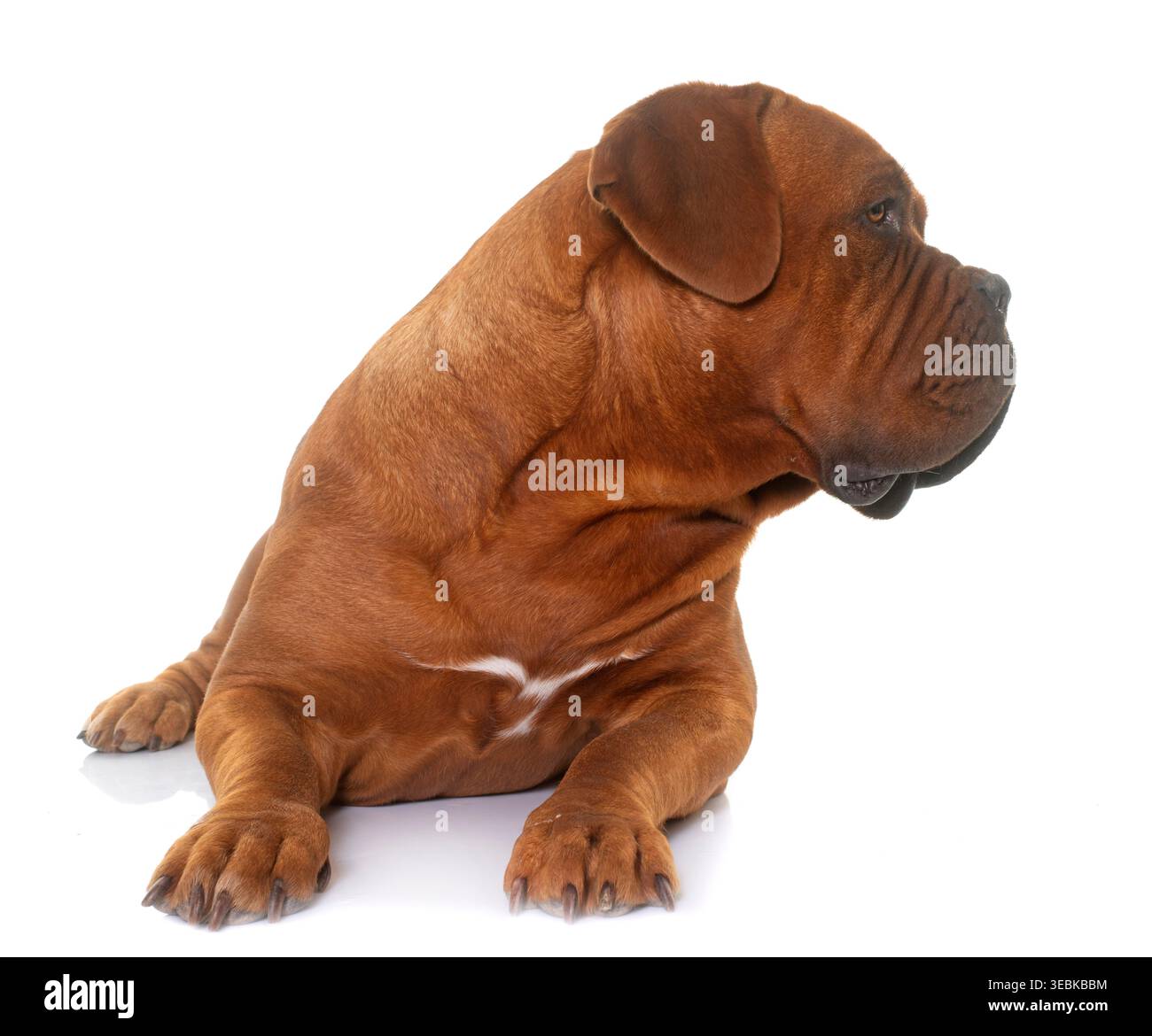 Bordeaux mastiff davanti a uno sfondo bianco Foto Stock