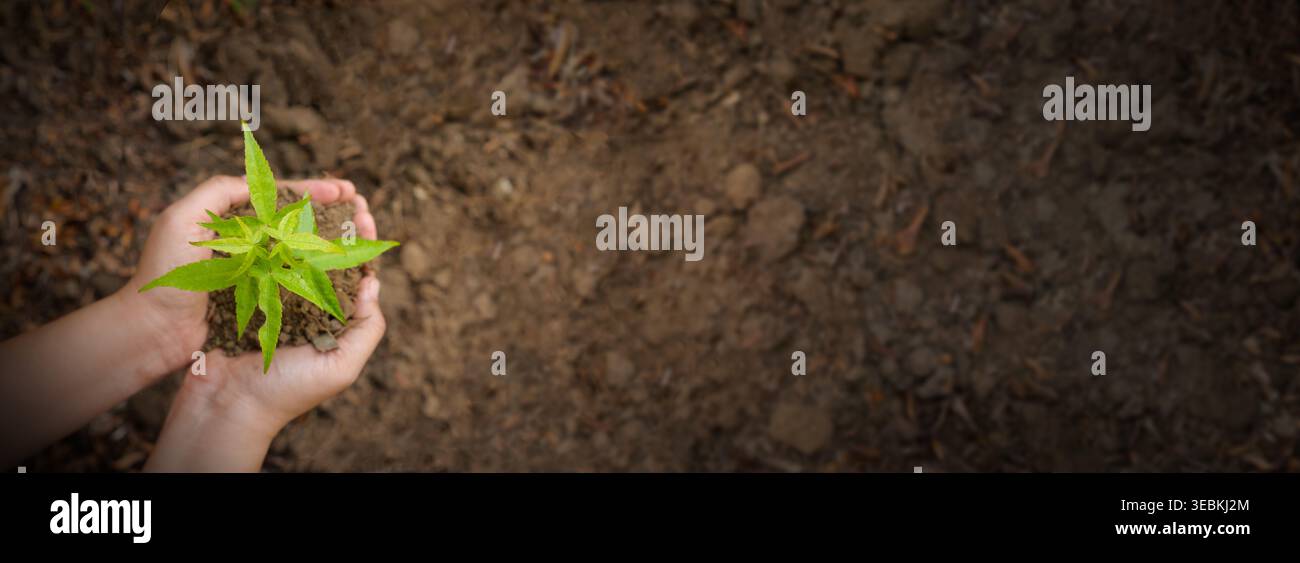 Pianta verde che cresce dal suolo in mani con imitspazio. Crescita sostenibile, investimenti ecologici, agricoltura, attività eco-compatibili, sostenibilità e de Foto Stock