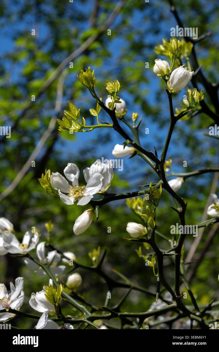 Fiori d'arancio trifoliati bianchi che fioriscono su bruschi rami spinosi Foto Stock