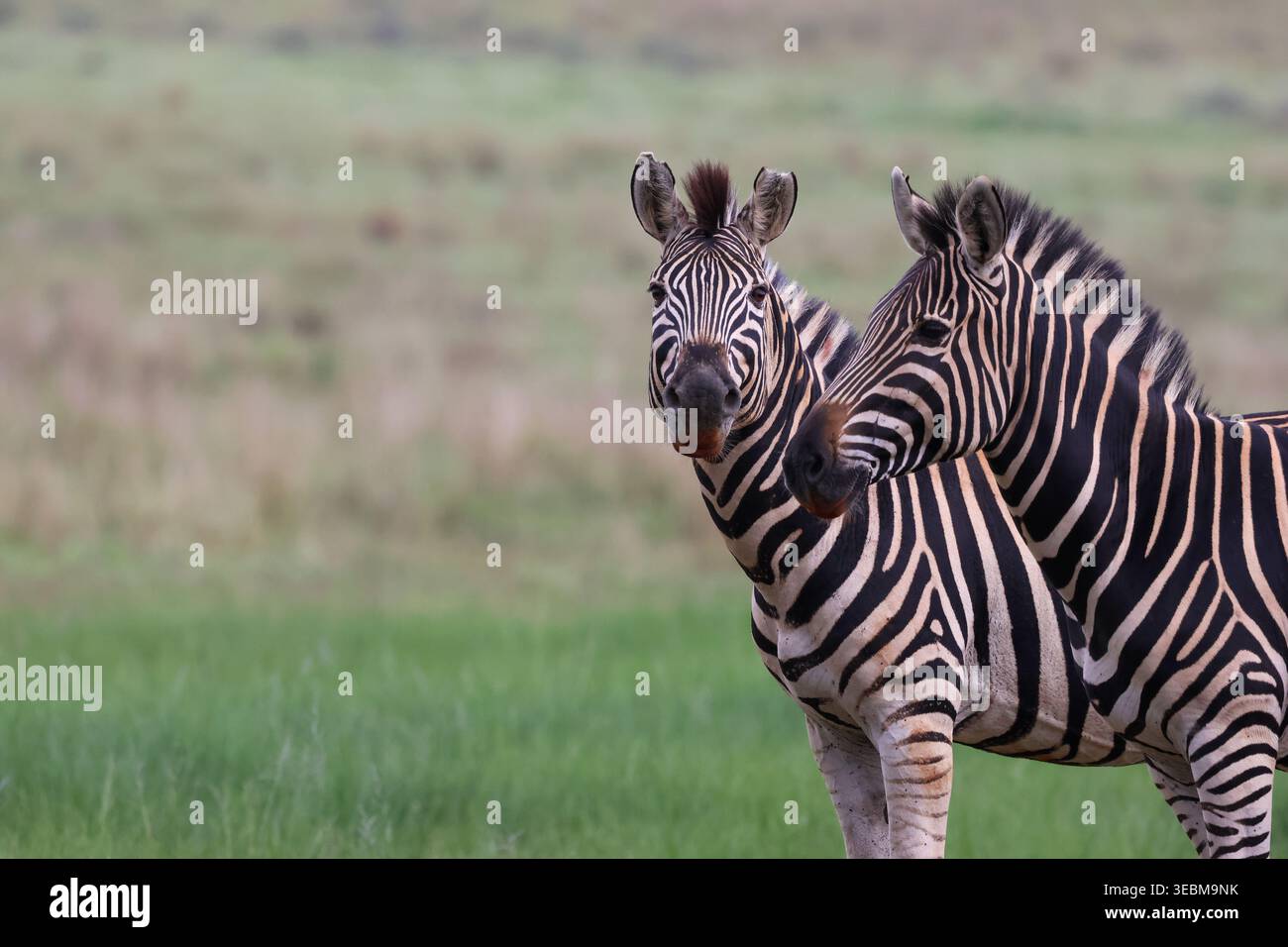 Vista di due splendide zebre con le loro audaci strisce bianche e nere che mettono in guardia contro una morbida e verdeggiante prateria, Kruger Park, Sudafrica. Foto Stock