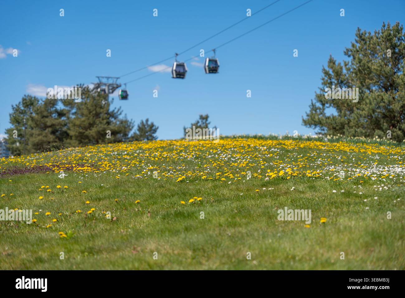 Le funivie scivolano sul prato illuminato dal sole, pieno di fiori gialli. L'erba verde degrada dolcemente sotto il cielo azzurro. Alti pini incorniciano terre panoramiche Foto Stock