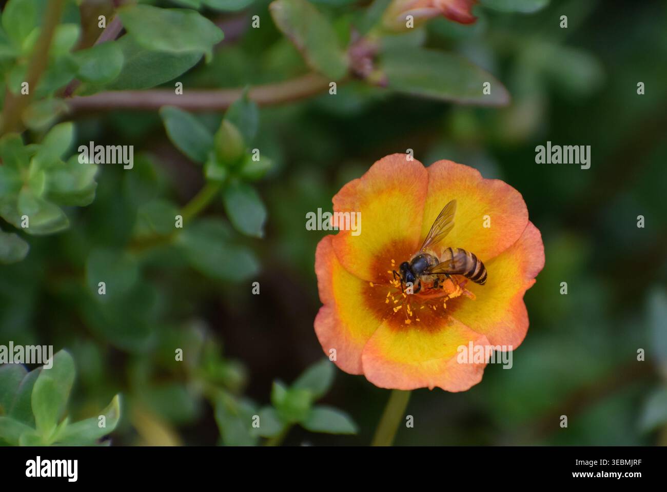 Un'ape miele asiatica che raccoglie il nettare in un fiore di portulaca (rosa muschio). Fotografato nella parte occidentale di Singapore. Foto Stock