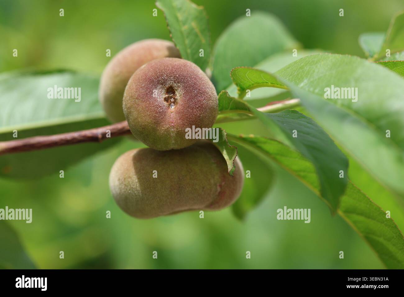 Primo piano di pesche di Donut Saturn mature (Prunus persica F. compressa) appese su un ramo d'albero con foglie verdi in un frutteto Foto Stock