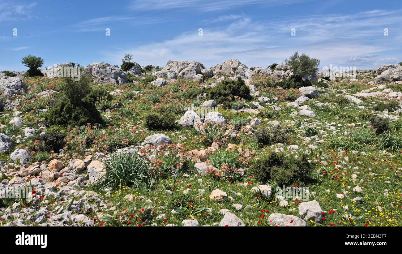 Papaveri rossi selvatici e fiori di primavera gialli tra le rocce calcaree in un paesaggio mediterraneo - Immagine stock catturata con smartphone