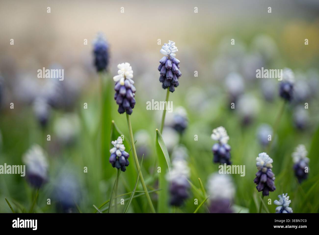 Primavera viola colore bianco musari fiori fioriti nel giardino di primavera, orticoltura e coltivazione. Foto Stock