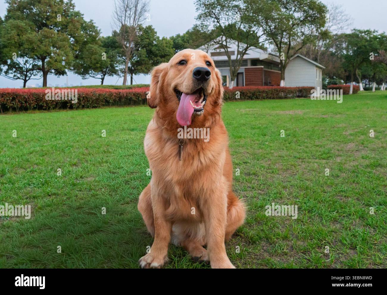 Il cane Happy Golden Retriever siede con la sua lingua in un parco verde lussureggiante vicino a una casa in un giorno coperto Foto Stock