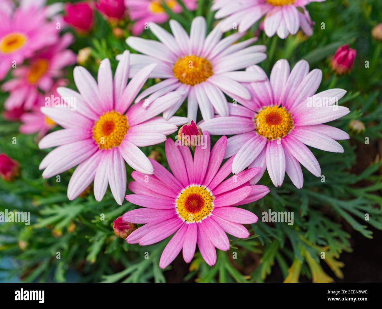 I fiori marguerite rosa e rosa chiaro fioriscono in una fioriera blu scuro in una giornata di sole Foto Stock