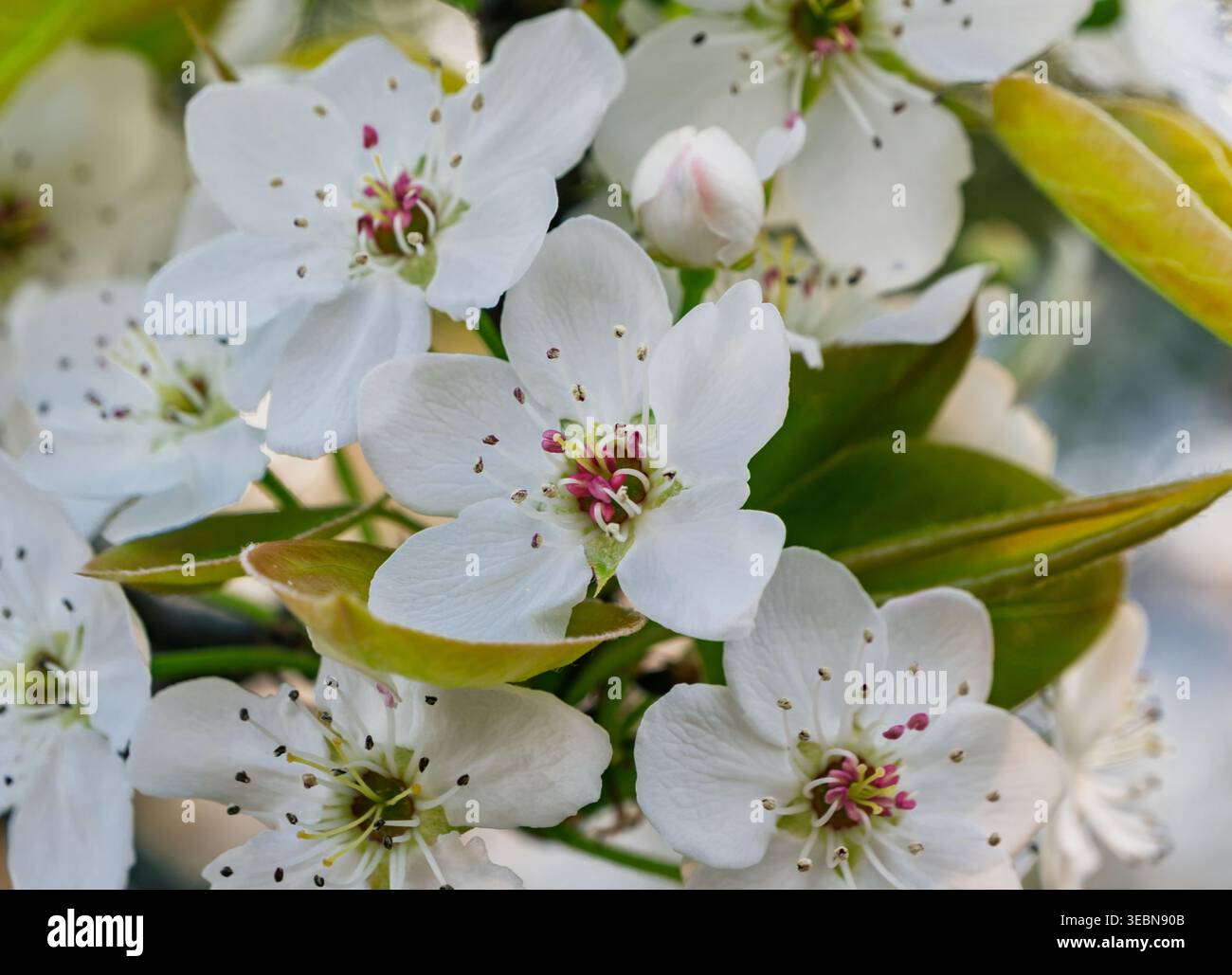Delicati fiori bianchi con centri rosa e giallo brillanti, fiorenti in primavera su un ramo di albero da frutto Foto Stock