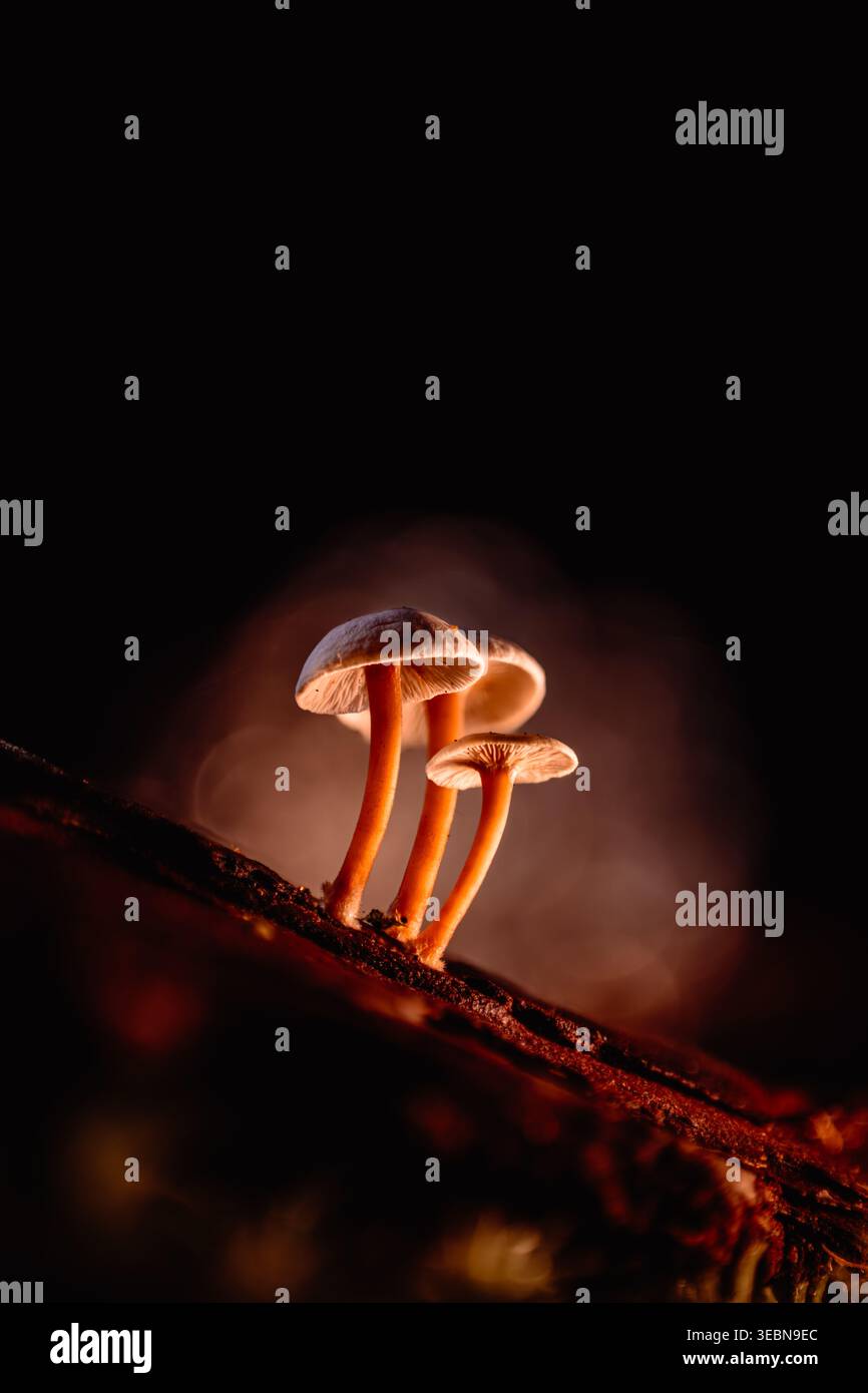 Veduta di tre funghi luminosi con gambi arancioni su un ramo scuro, delicatamente illuminati su uno sfondo scuro e sfocato, Kabupaten Soppeng, Sulawesi meridionale, in Foto Stock