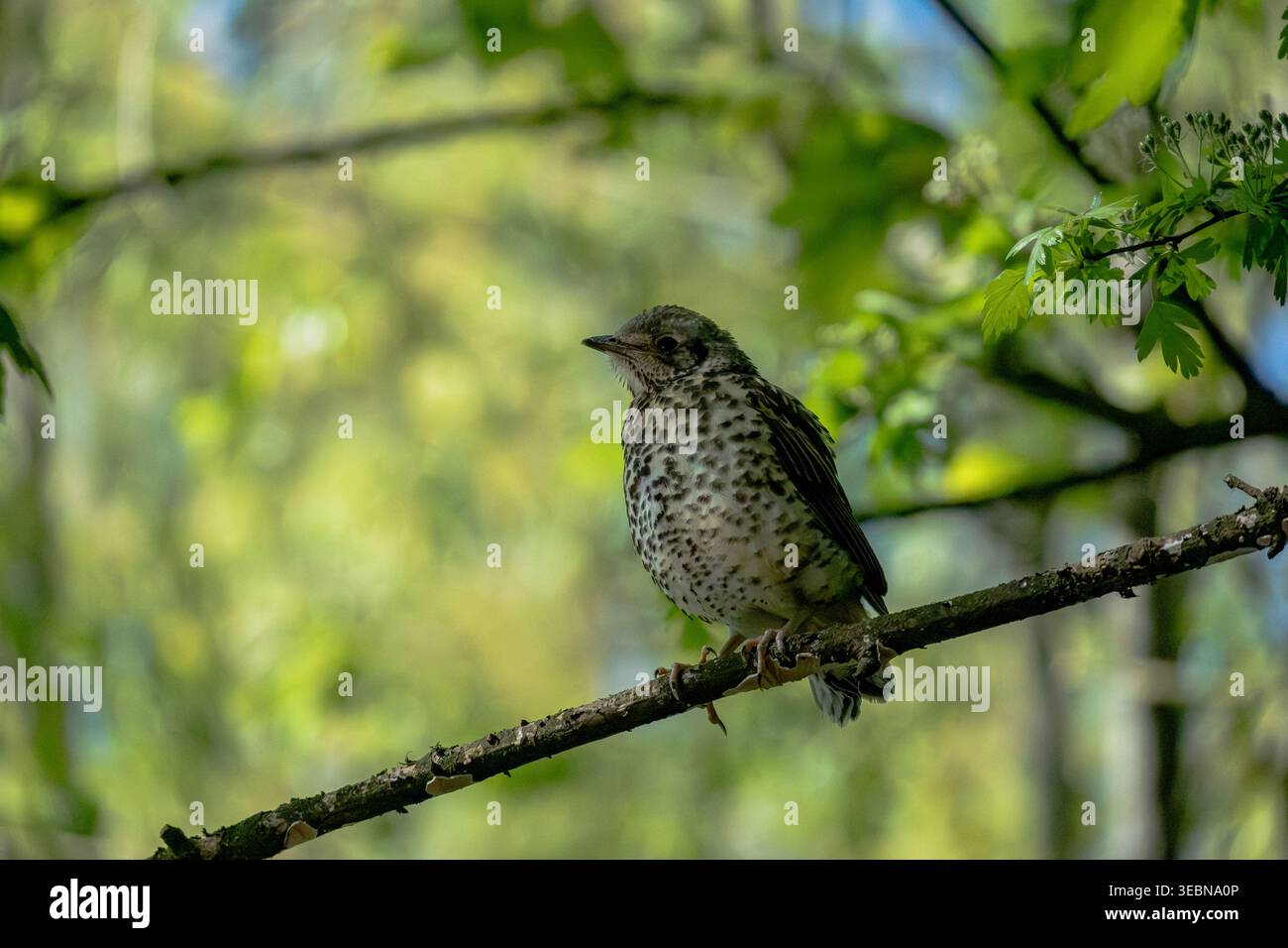 Un giovane tordo midollare (Turdus viscivorus) arroccato su un ramo, che mostra il suo caratteristico piumaggio maculato. Foto Stock