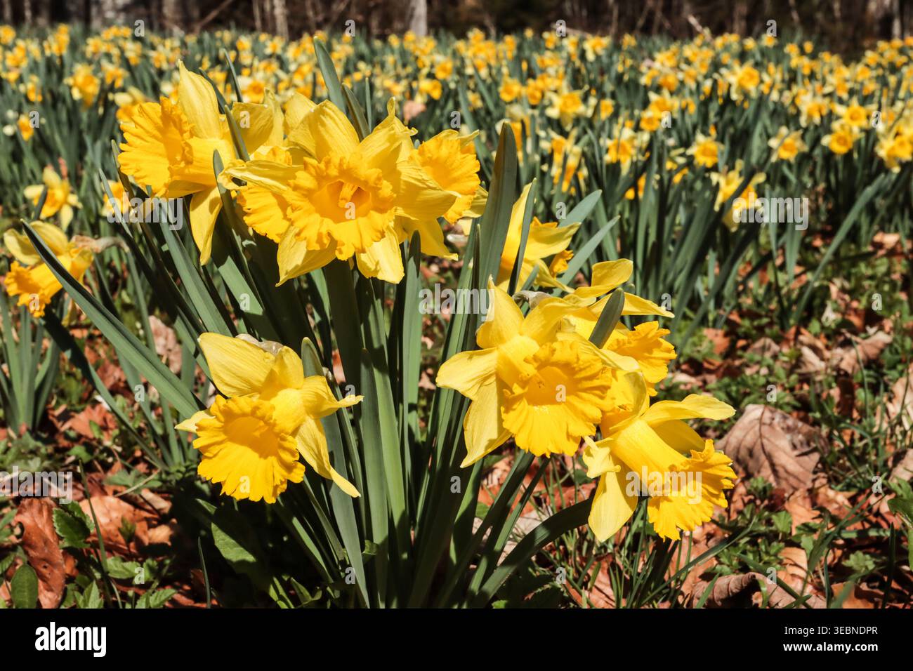Prato con narcisi selvatiche nella montagna svizzera del giura Foto Stock