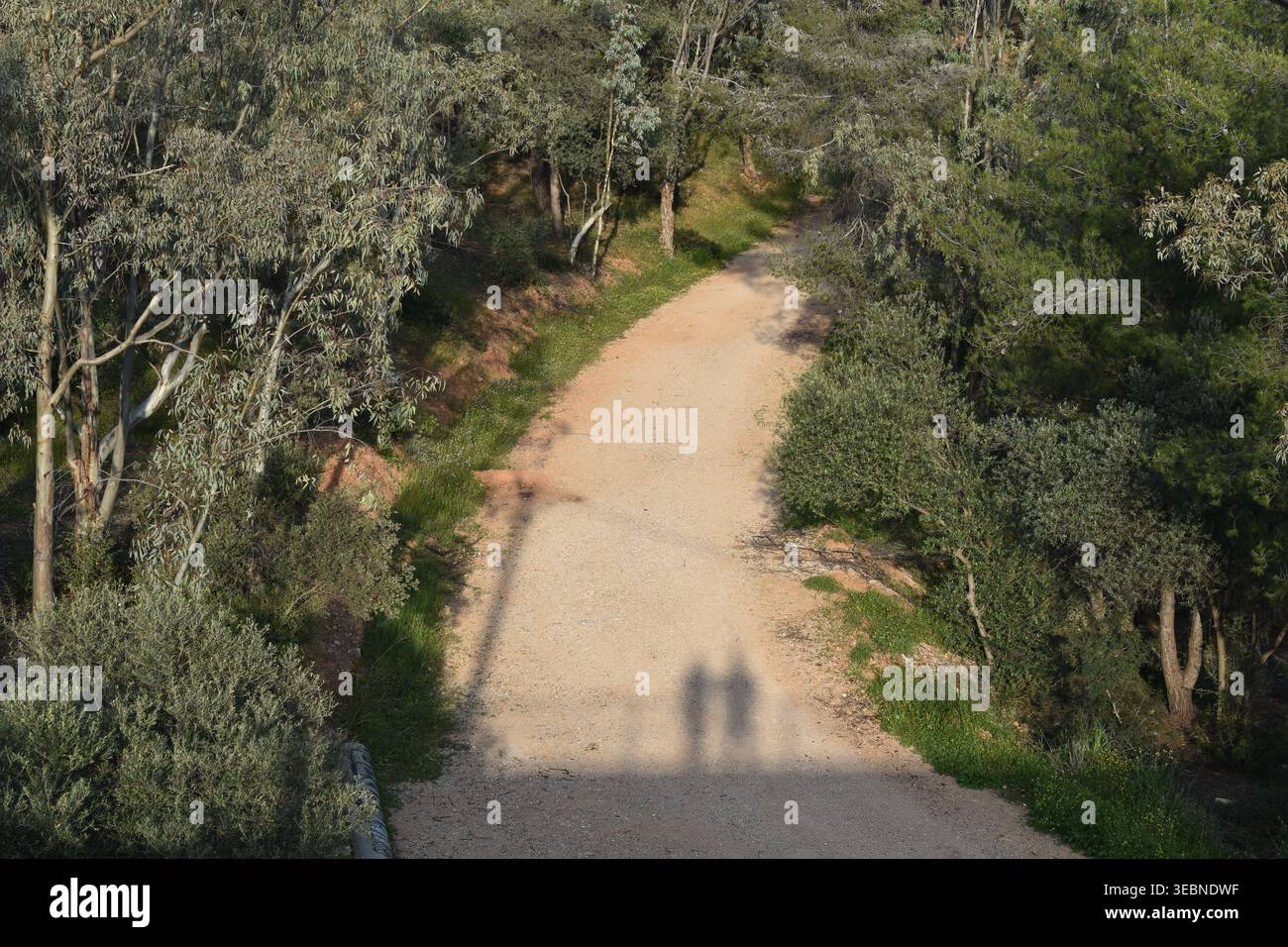 Vista ad alto angolo di un sentiero sterrato che si snoda attraverso una lussureggiante foresta verde con lunghe ombre di due persone che camminano durante una giornata di sole Foto Stock