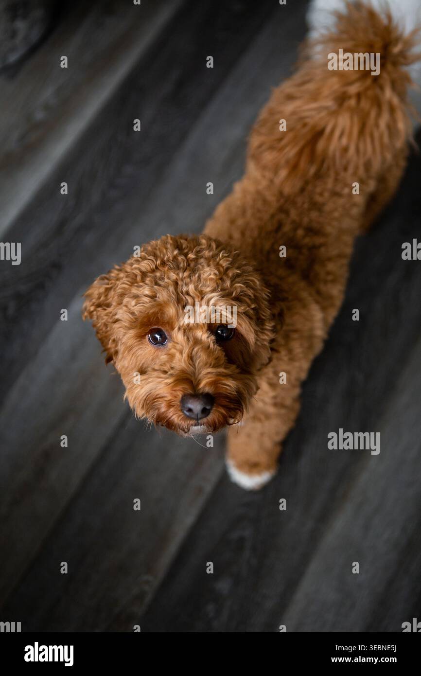 Goldendoodle marrone in piedi sul pavimento laminato, guardando direttamente la fotocamera. Foto dei cani con messa a fuoco selettiva Foto Stock