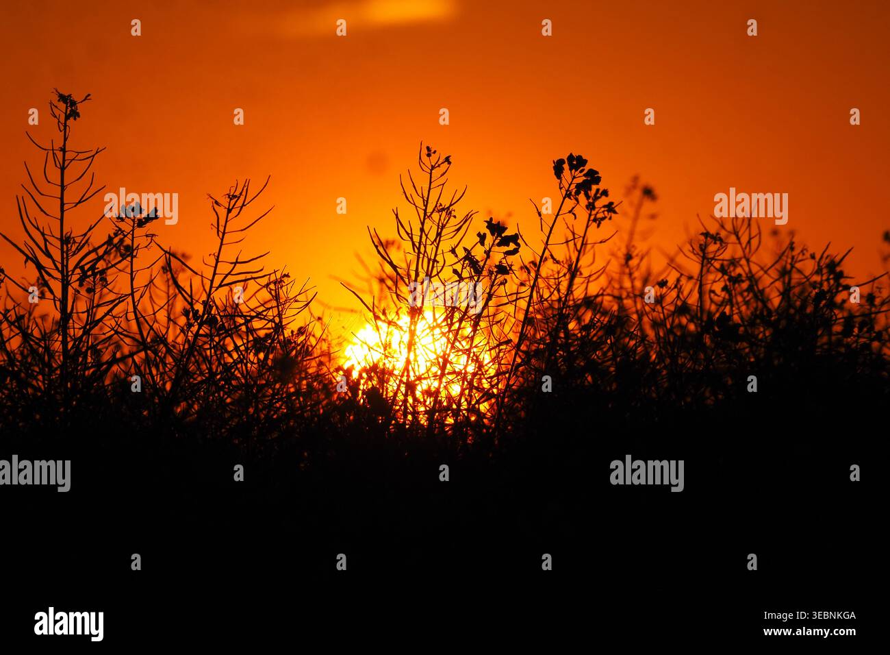 Alba sul campo con piante in primo piano calda luce mattutina Foto Stock