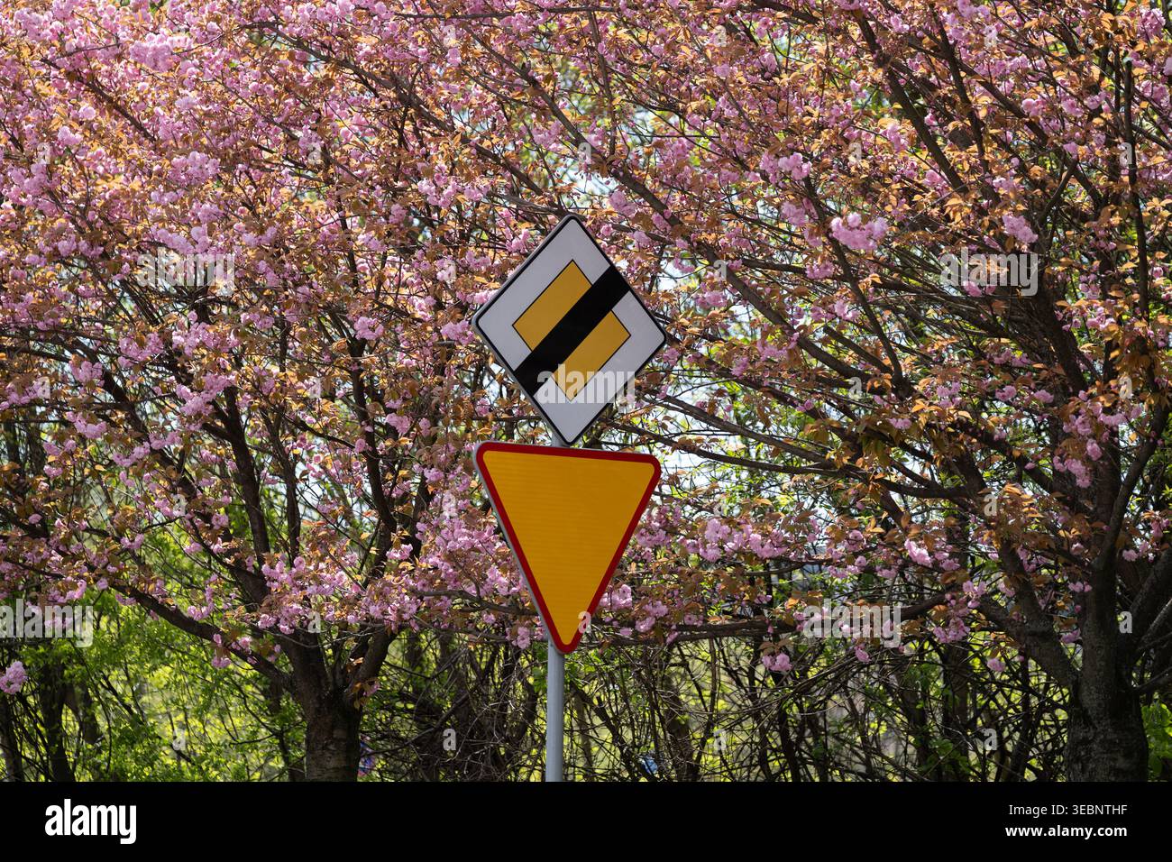 Segnali di priorità stradale e di resa posti contro gli alberi in fiore in primavera. Concentrarsi sul contrasto tra infrastrutture urbane e natura. Ideale per la stagione, Foto Stock